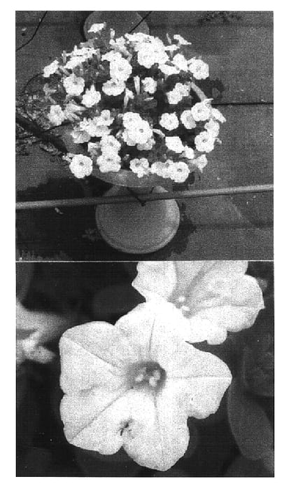 Figure 1 of US plant patent PP16785, the photograph of Keipawhihis printed in the patent.