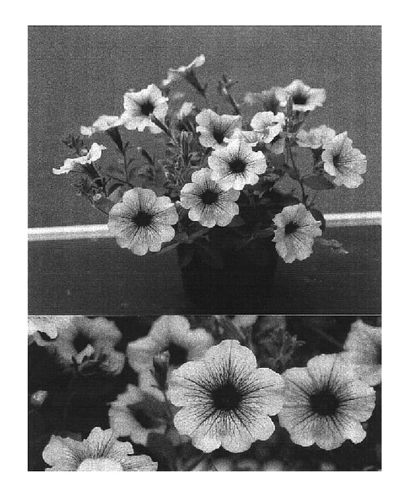 Figure 1 of US plant patent PP16786, the photograph of Sunsurflala printed in the patent.