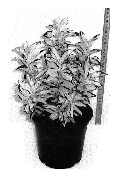 Figure 1 of US plant patent PP16787, the photograph of Goldbolwi printed in the patent.