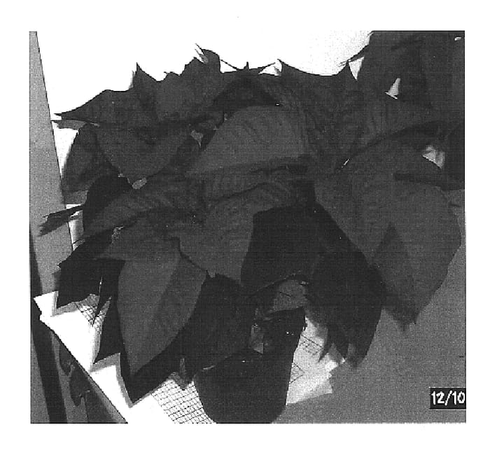 Figure 1 of US plant patent PP16788, the photograph of Temptation Red printed in the patent.