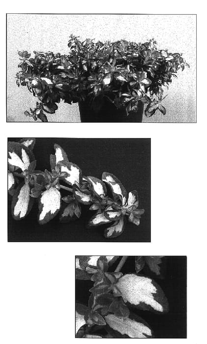 Figure 1 of US plant patent PP16789, the photograph of Mickaela printed in the patent.