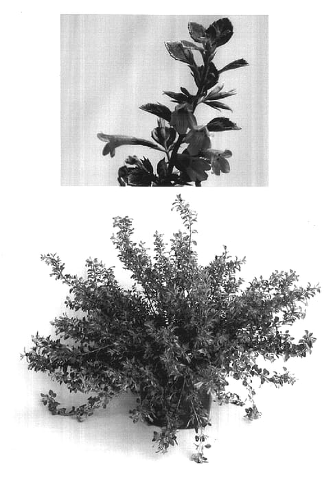 Figure 1 of US plant patent PP16790, the photograph of Usmint2 printed in the patent.