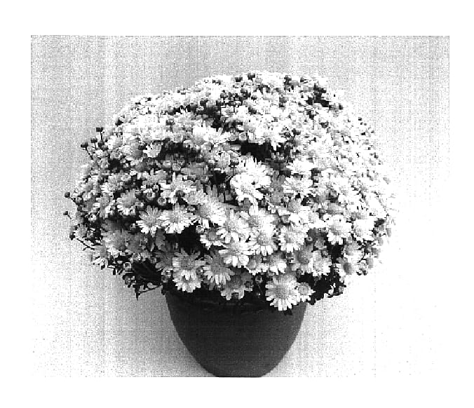 Figure 1 of US plant patent PP16791, the photograph of White Lights printed in the patent.