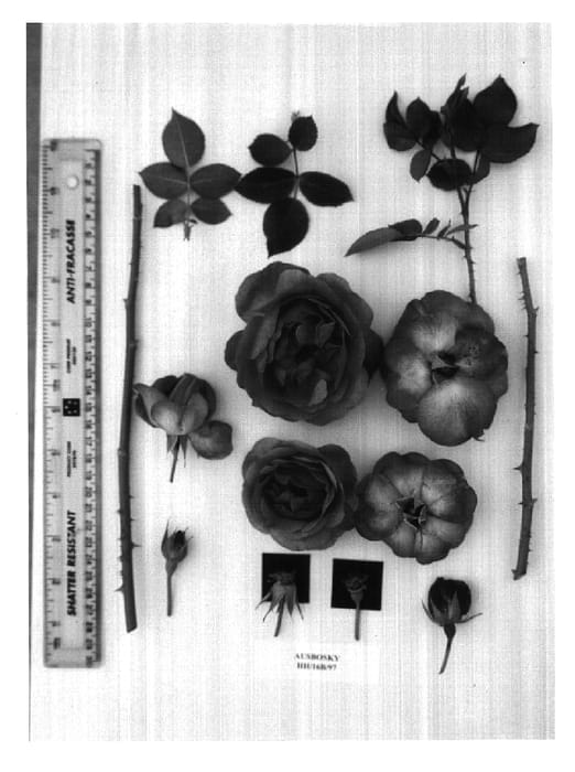 Figure 1 of US plant patent PP16792, the photograph of AUSbosky printed in the patent.