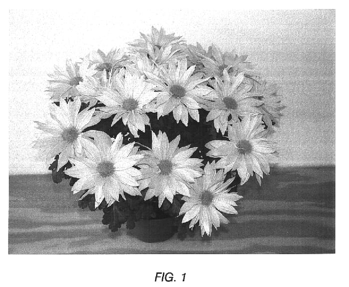 Figure 1 of US plant patent PP16793, the photograph of JMAY03 printed in the patent.