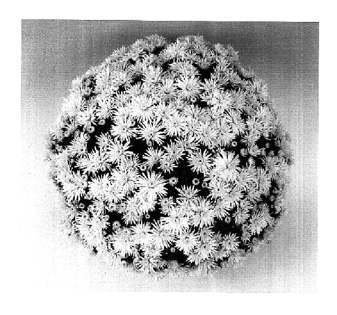 Figure 1 of US plant patent PP16794, the photograph of Canary Spider printed in the patent.