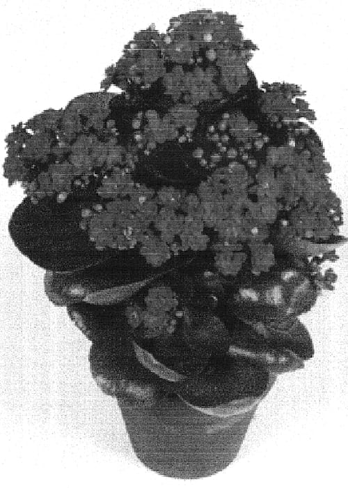 Figure 1 of US plant patent PP16795, the photograph of Ross printed in the patent.