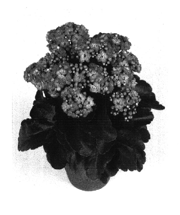 Figure 1 of US plant patent PP16796, the photograph of Dion printed in the patent.