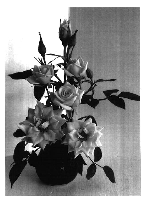 Figure 1 of US plant patent PP16797, the photograph of SAVadiana printed in the patent.