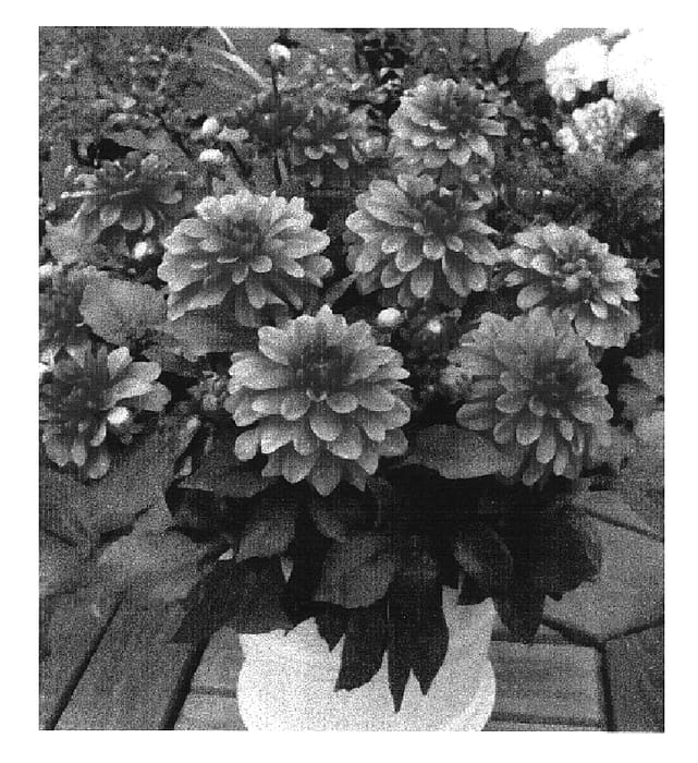 Figure 1 of US plant patent PP16798, the photograph of Gallery Matisse printed in the patent.