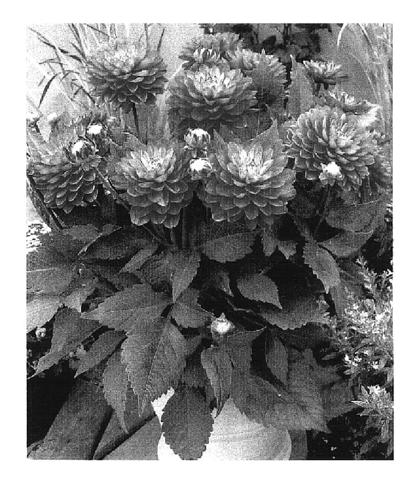 Figure 1 of US plant patent PP16799, the photograph of Melody Allegro printed in the patent.