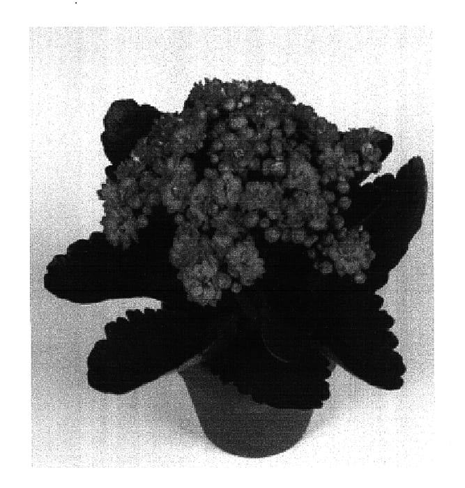 Figure 1 of US plant patent PP16800, the photograph of Cher printed in the patent.