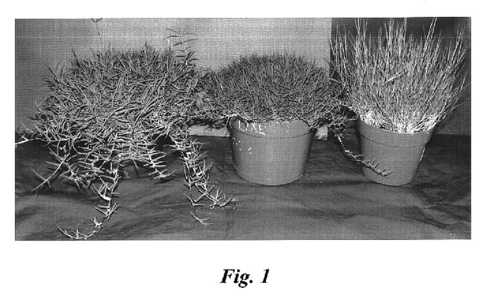 Figure 1 of US plant patent PP16801, the photograph of Patriot turf bermudagrass printed in the patent.