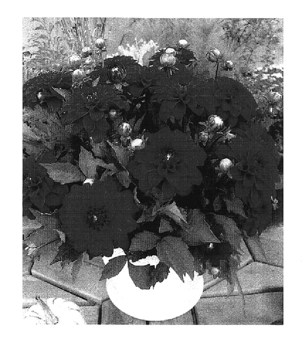 Figure 1 of US plant patent PP16802, the photograph of Gallery Rivera printed in the patent.