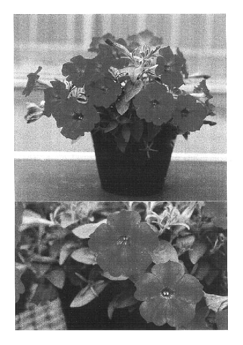 Figure 1 of US plant patent PP16803, the photograph of Sunremi printed in the patent.