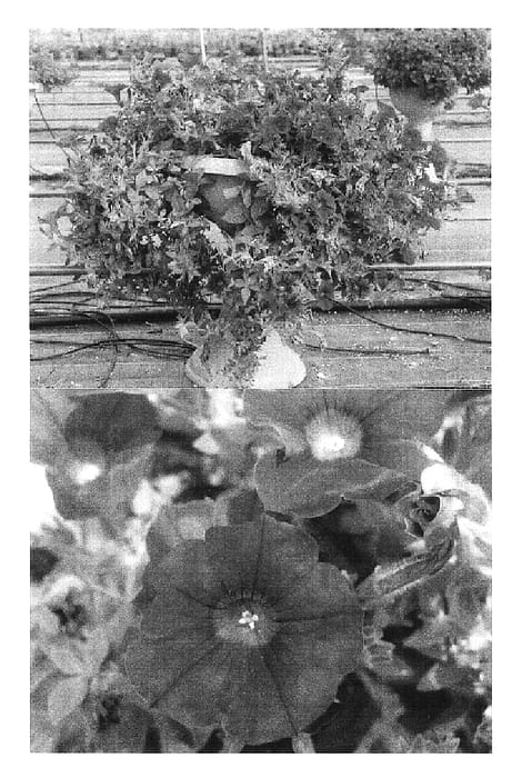 Figure 1 of US plant patent PP16804, the photograph of Keiametsum printed in the patent.
