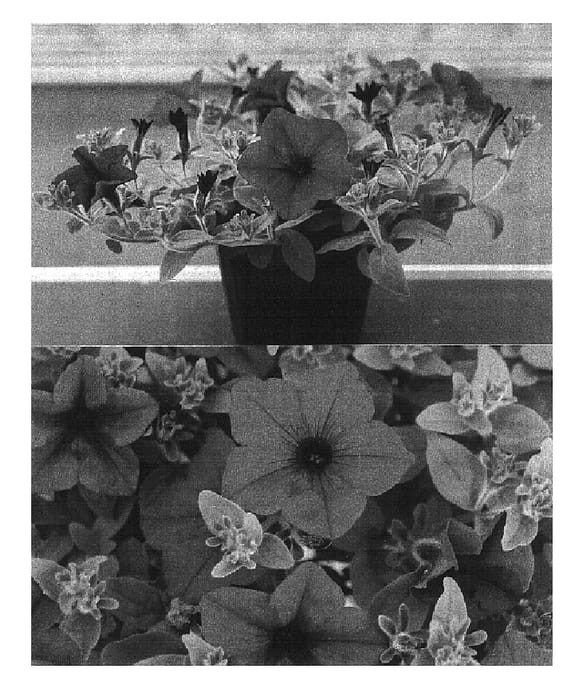 Figure 1 of US plant patent PP16805, the photograph of Sunsurfbupa printed in the patent.