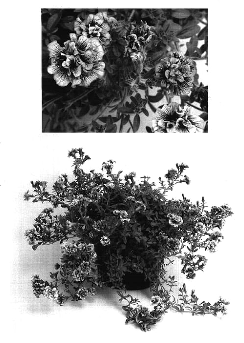 Figure 1 of US plant patent PP16806, the photograph of MPD2 printed in the patent.
