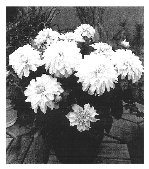 Figure 1 of US plant patent PP16807, the photograph of Gallery Serenade printed in the patent.