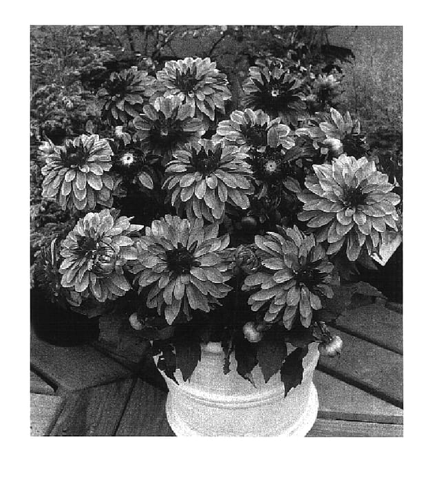 Figure 1 of US plant patent PP16808, the photograph of Gallery Sisley printed in the patent.