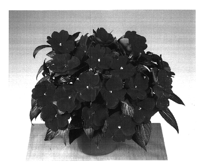 Figure 1 of US plant patent PP16809, the photograph of Fisupnic Tallred printed in the patent.