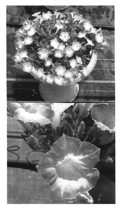 Figure 1 of US plant patent PP16810, the photograph of Keipamiphihas printed in the patent.