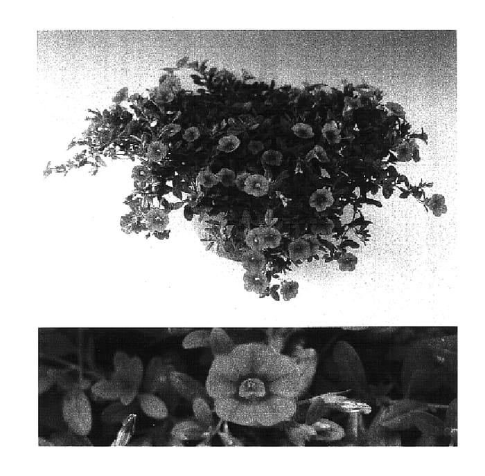 Figure 1 of US plant patent PP16811, the photograph of Sunbelkuropi printed in the patent.