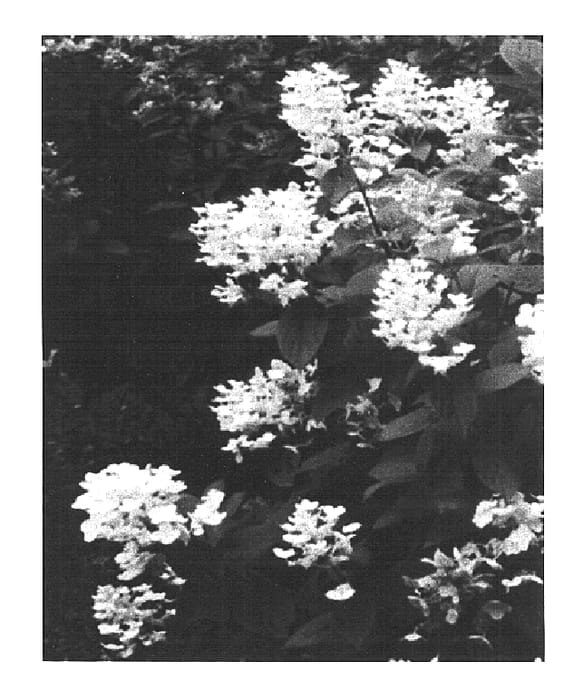 Figure 1 of US plant patent PP16812, the photograph of Bulk printed in the patent.