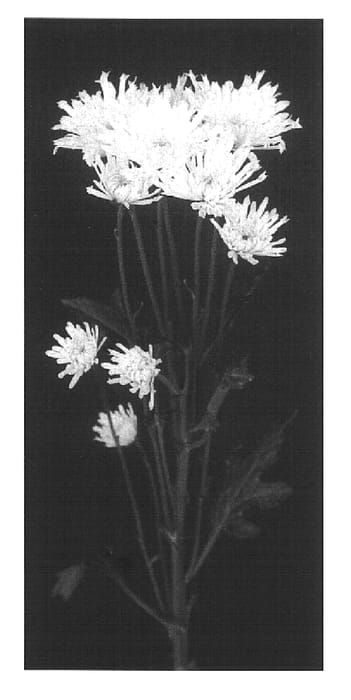 Figure 1 of US plant patent PP16813, the photograph of Yolace printed in the patent.