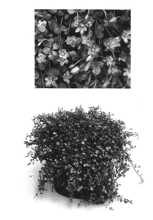Figure 1 of US plant patent PP16814, the photograph of USANG5 printed in the patent.