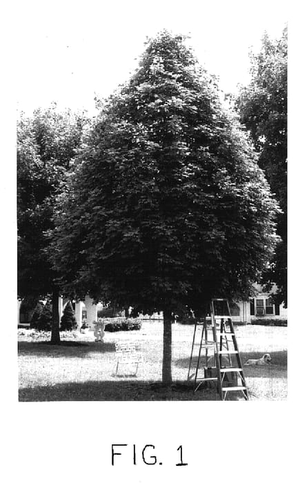 Figure 1 of US plant patent PP16815, the photograph of Hawkersmith 1 printed in the patent.