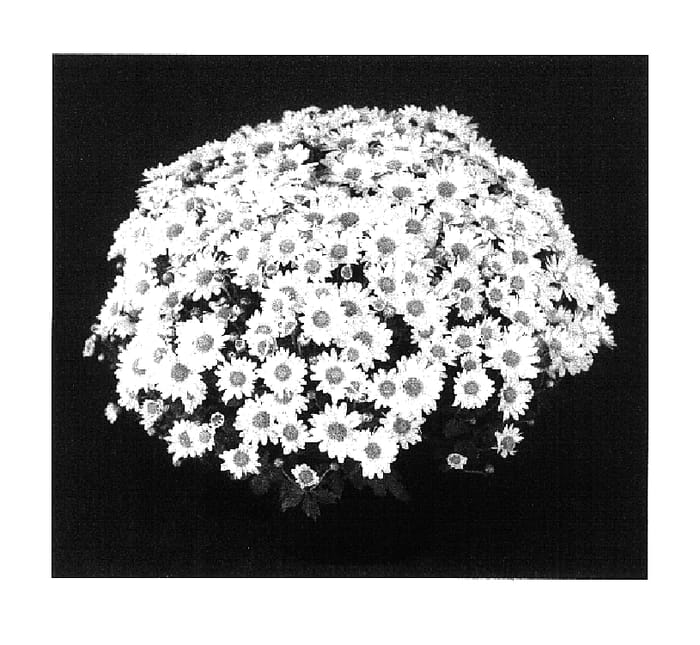 Figure 1 of US plant patent PP16816, the photograph of Yobrianna printed in the patent.