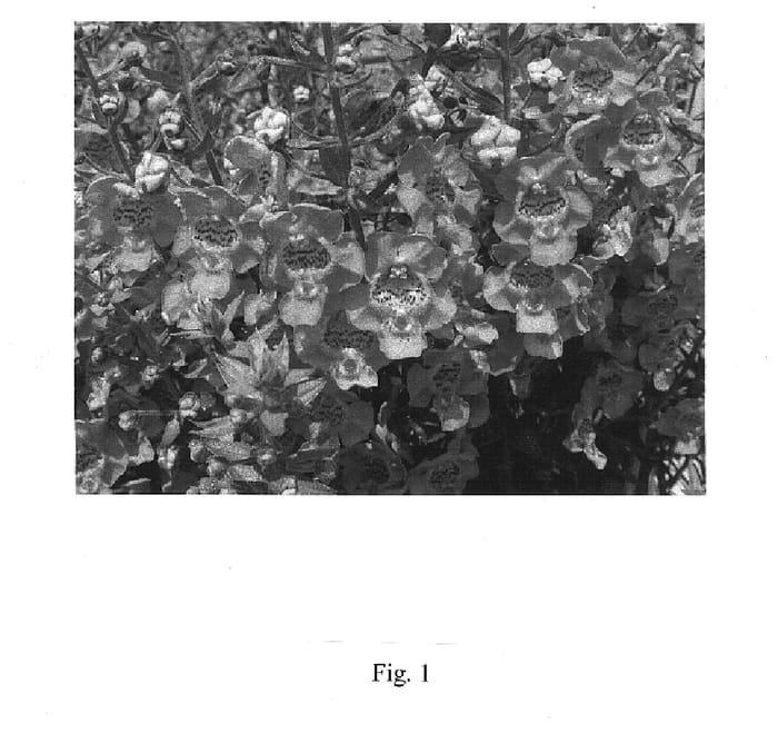Figure 1 of US plant patent PP16818, the photograph of Anpink printed in the patent.