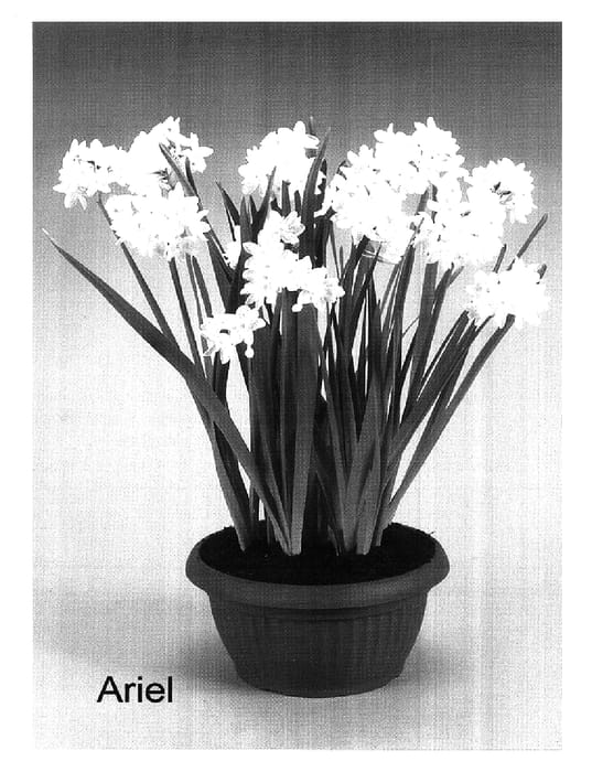 Figure 1 of US plant patent PP16819, the photograph of Ariel printed in the patent.