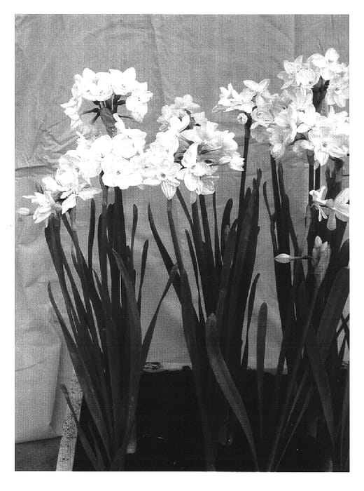 Figure 1 of US plant patent PP16820, the photograph of Nir printed in the patent.