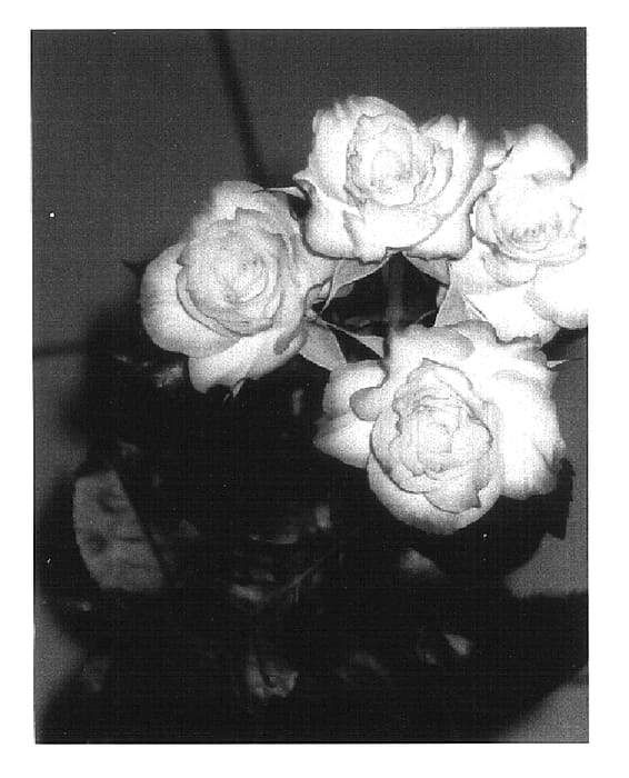Figure 1 of US plant patent PP16821, the photograph of Schrawatt printed in the patent.