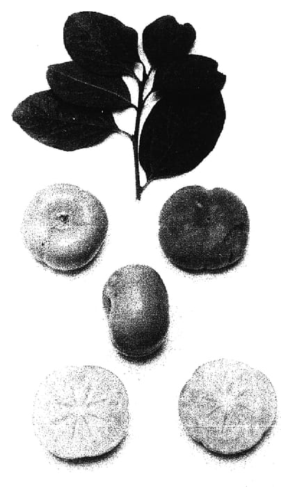 Figure 1 of US plant patent PP16822, the photograph of Persimmon tree denominated Doc's Delight printed in the patent.