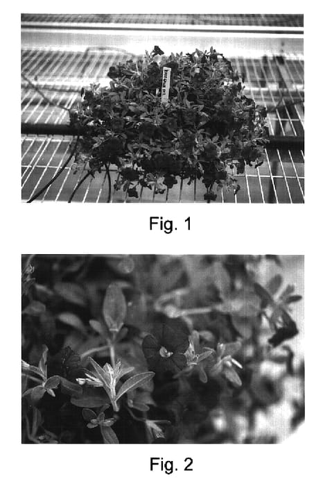 Figure 1 of US plant patent PP16823, the photograph of Kakegawa S82 printed in the patent.