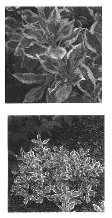 Figure 1 of US plant patent PP16824, the photograph of Verweig printed in the patent.