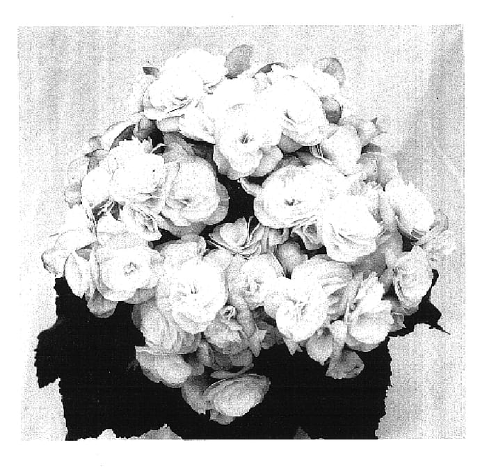 Figure 1 of US plant patent PP16825, the photograph of Bbsophia printed in the patent.