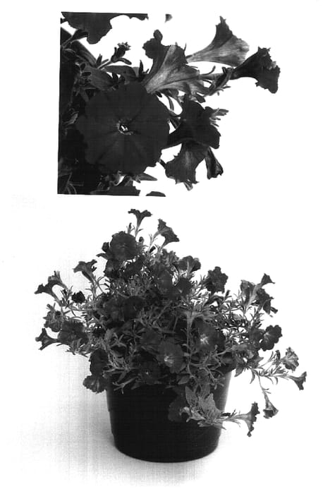 Figure 1 of US plant patent PP16826, the photograph of MP205 printed in the patent.