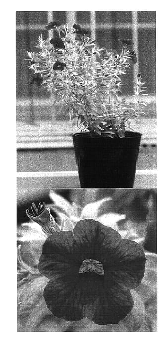Figure 1 of US plant patent PP16827, the photograph of Sunbelsu printed in the patent.