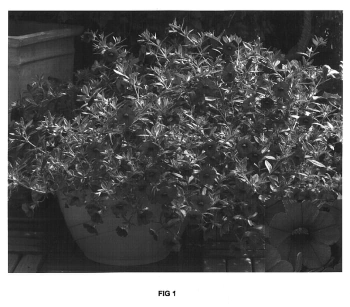 Figure 1 of US plant patent PP16828, the photograph of Cal Britreeda printed in the patent.