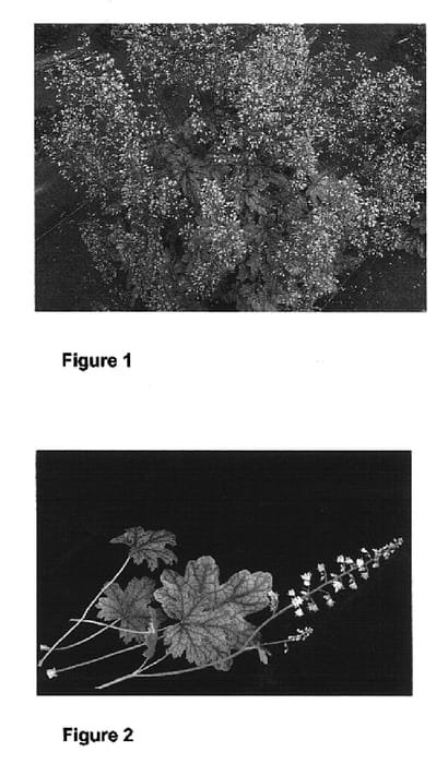 Figure 1 of US plant patent PP16829, the photograph of HERTN042 printed in the patent.