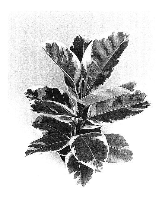 Figure 1 of US plant patent PP16830, the photograph of Brasil printed in the patent.