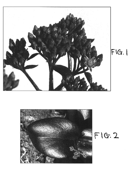 Figure 1 of US plant patent PP16831, the photograph of Postmans Pride printed in the patent.