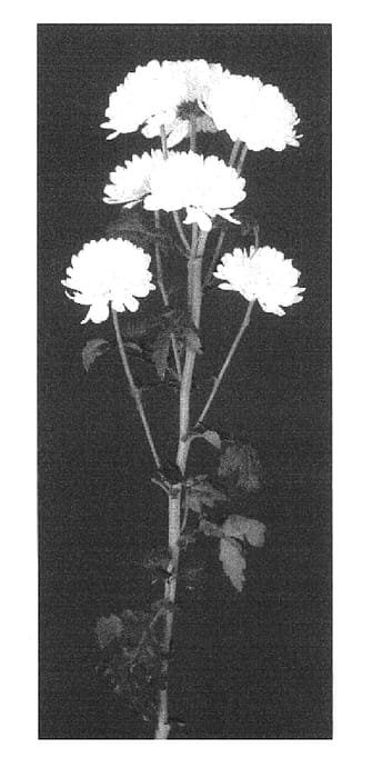 Figure 1 of US plant patent PP16832, the photograph of Yoshine printed in the patent.