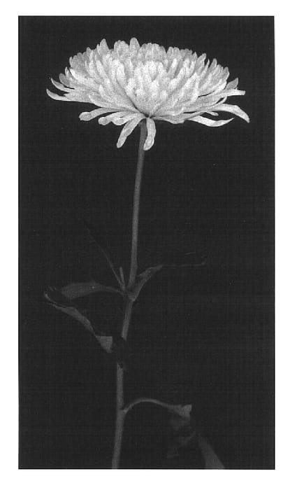Figure 1 of US plant patent PP16833, the photograph of Yellow Watch printed in the patent.