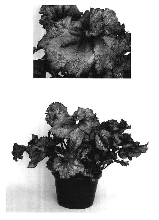 Figure 1 of US plant patent PP16834, the photograph of Capricorn printed in the patent.