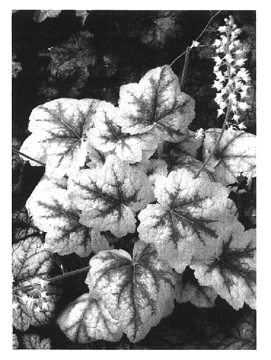 Figure 1 of US plant patent PP16835, the photograph of Stoplight printed in the patent.